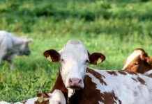 Wandern mit Hunden in Bayern: Angriff einer Kuhherde news-06082024-201308