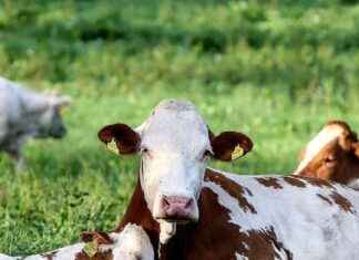 Wandern mit Hunden in Bayern: Angriff einer Kuhherde news-06082024-201308