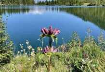 Ausblick über den malerischen Scheiblsee – Genießen Sie die atemberaubende Aussicht! news-06082024-202928