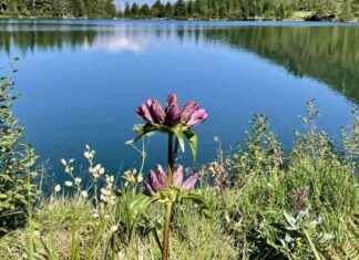 Ausblick über den malerischen Scheiblsee – Genießen Sie die atemberaubende Aussicht! news-06082024-202928