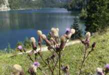 Panoramablick auf den majestätischen Dachstein-Gipfel news-06082024-204043
