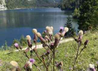 Panoramablick auf den majestätischen Dachstein-Gipfel news-06082024-204043