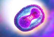 WHO beruft Notfallausschuss wegen gefährlicher Variante ein news-08082024-105618