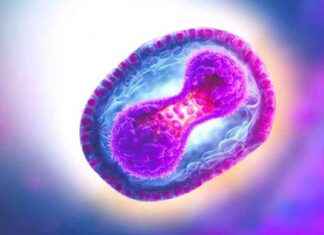 WHO beruft Notfallausschuss wegen gefährlicher Variante ein news-08082024-105618