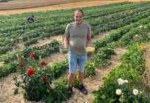 Frische Fisolen vom Nondorfer Feld – direkt in den Kochtopf! news-09082024-075943