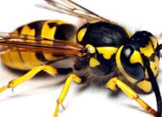 Wespenjahr 2022: Salzburger Feuerwehren im Einsatz gegen Wespennester news-13082024-175447