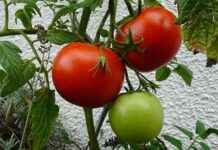 Tipps für den perfekten Tomatenanbau im Sommer news-15082024-235449