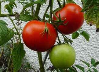 Tipps für den perfekten Tomatenanbau im Sommer news-15082024-235449