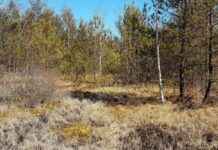 Erweiterung des Schremser Moors um 2,6 Hektar news-16082024-055802