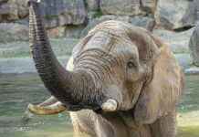 Elefantenkuh Numbi in Schönbrunn erwartet erstes Kalb nach 20 Jahren news-16082024-120021