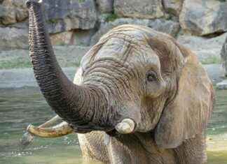 Elefantenkuh Numbi in Schönbrunn erwartet erstes Kalb nach 20 Jahren news-16082024-120021