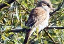 Die Lebensweise des Neuntöters: Alles, was Sie wissen müssen news-18082024-110703