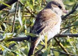 Die Lebensweise des Neuntöters: Alles, was Sie wissen müssen news-18082024-110703