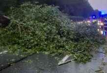 Verkehrsstörung auf der Südautobahn durch umgestürzten Baum news-18082024-230804