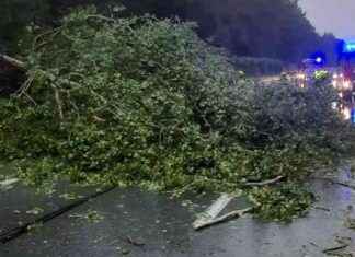 Verkehrsstörung auf der Südautobahn durch umgestürzten Baum news-18082024-230804