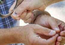 Sicherheitsmitarbeiter in Salzburg mit Gabel bedroht news-18082024-230955