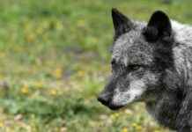 Steigende Wolfspopulation in Deutschland: Weniger Nutztierrisse bis 2023 news-19082024-231818