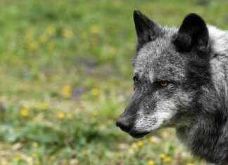 Steigende Wolfspopulation in Deutschland: Weniger Nutztierrisse bis 2023 news-19082024-231818
