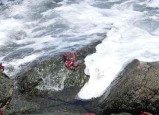 Feine Spezialität: Alles über Delikatessen in der Gastronomie news-22082024-050313