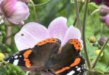 Der Besuch eines Admirals: Eine Ehre für die Marinebasis. news-24082024-002111