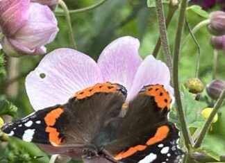 Der Besuch eines Admirals: Eine Ehre für die Marinebasis. news-24082024-002111