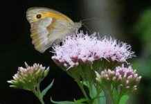 Wasserdost: Alles über das Große Ochsenauge news-25082024-122743