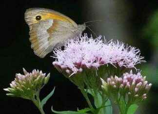 Wasserdost: Alles über das Große Ochsenauge news-25082024-122743