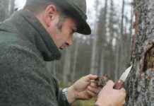 Schädlingsbekämpfung im Wald: BH empfiehlt regelmäßige Kontrolle der Fichtenbestände news-28082024-125125