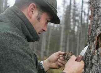 Schädlingsbekämpfung im Wald: BH empfiehlt regelmäßige Kontrolle der Fichtenbestände news-28082024-125125