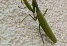 Die faszinierende Welt der Gottesanbeterin: Ein Leitfaden zur Haltung und Pflege news-29082024-005926