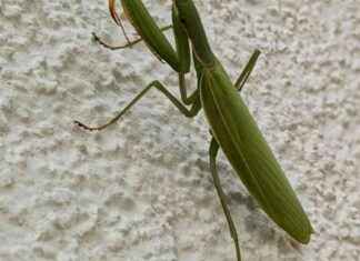 Die faszinierende Welt der Gottesanbeterin: Ein Leitfaden zur Haltung und Pflege news-29082024-005926