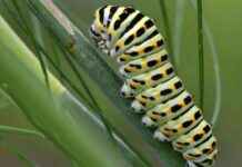 Die Entwicklung der Schwalbenschwanzraupe: Ein umfassender Leitfaden news-01092024-131648