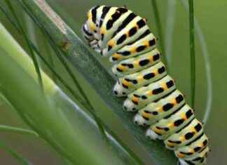 Die Entwicklung der Schwalbenschwanzraupe: Ein umfassender Leitfaden news-01092024-131648