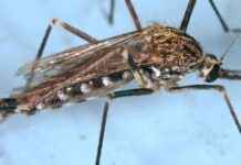 West-Nil-Fieber: Erste Fälle in Österreich entdeckt news-02092024-132050