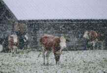 ÖBB Reisewarnung und Hochwasser-Sondersendung: Was kommt auf uns zu? news-12092024-214716