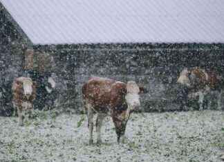 ÖBB Reisewarnung und Hochwasser-Sondersendung: Was kommt auf uns zu? news-12092024-214716