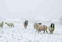 ÖBB Reisewarnung: Droht Jahrhundert-Hochwasser? news-13092024-014209