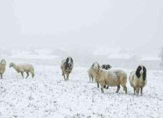 ÖBB Reisewarnung: Droht Jahrhundert-Hochwasser? news-13092024-014209