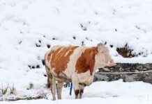 Starker Niederschlag in Österreich: Unwetterwarnung für Norden und Osten news-14092024-015812