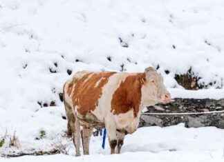 Starker Niederschlag in Österreich: Unwetterwarnung für Norden und Osten news-14092024-015812