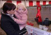 Tiere bewundern: Kleintierschau mit Meerschweinchen, Kaninchen und Vögeln in Stallhofen news-09112024-103530