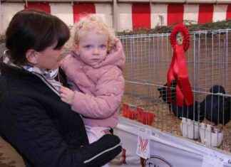 Tiere bewundern: Kleintierschau mit Meerschweinchen, Kaninchen und Vögeln in Stallhofen news-09112024-103530