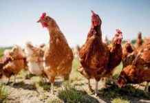 Sicherheit beim Verzehr von Eiern und Geflügel während der Vogelgrippe-Gefahr news-09112024-163648