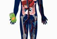 Die Auswirkungen von Zucker auf unseren Körper news-30112024-233816