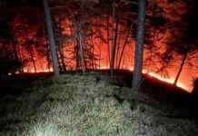 Warnung vor Silvesterraketen: Feuerwehr fordert politische Maßnahmen gegen Waldbrände warnung-vor-silvesterraketen-feuerwehr-fordert-politische-manahmen-gegen-waldbrnde