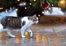 Weihnachtsgeschenke 2021: Preise steigen um bis zu 13,4 Prozent weihnachtsgeschenke-2021-preise-steigen-um-bis-zu-134-prozent