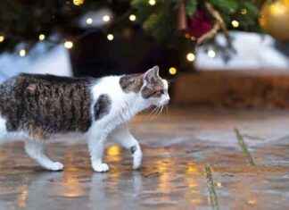 Weihnachtsgeschenke 2021: Preise steigen um bis zu 13,4 Prozent weihnachtsgeschenke-2021-preise-steigen-um-bis-zu-134-prozent