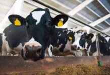 Schutz vor Vogelgrippe in Österreich: Betroffenheit bei Rindern. schutz-vor-vogelgrippe-in-sterreich-betroffenheit-bei-rindern