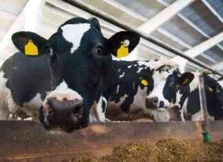 Schutz vor Vogelgrippe in Österreich: Betroffenheit bei Rindern. schutz-vor-vogelgrippe-in-sterreich-betroffenheit-bei-rindern