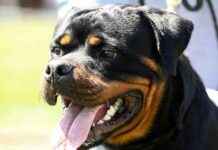 Polizei erschießt Rottweiler nach Angriff auf Frau in der Steiermark polizei-erschiet-rottweiler-nach-angriff-auf-frau-in-der-steiermark